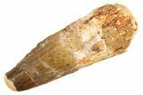 Fossil Spinosaurus Tooth - Real Dinosaur Tooth #305749-1